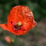 Mohn?