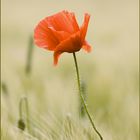 Mohn