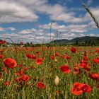 MOHN.