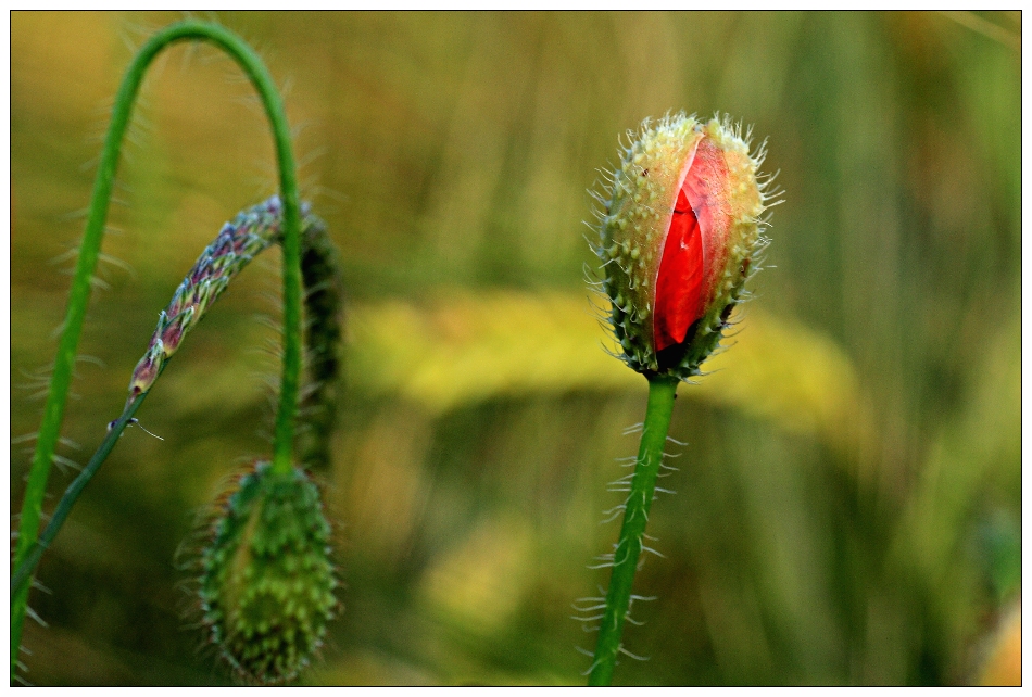 Mohn