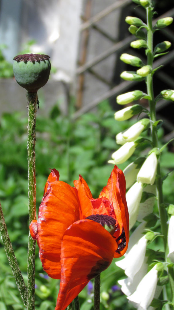 Mohn