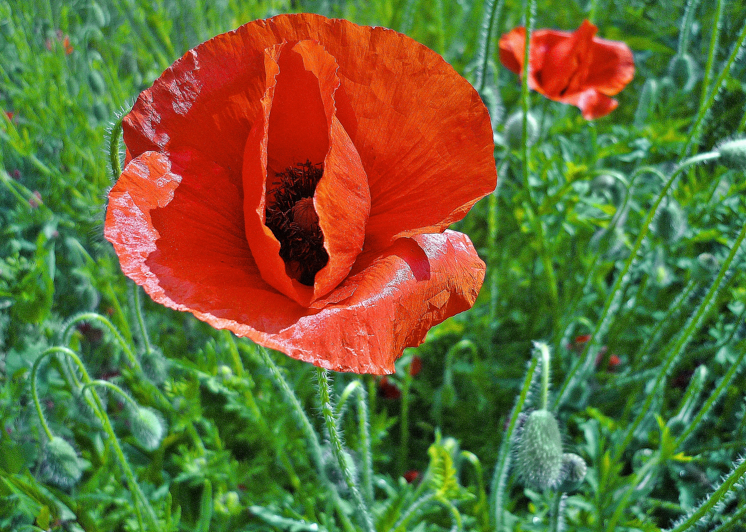 Mohn