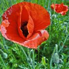 Mohn