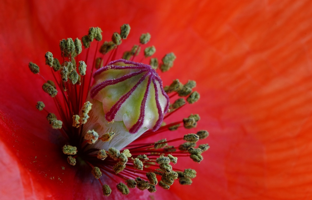 Mohn