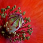 Mohn