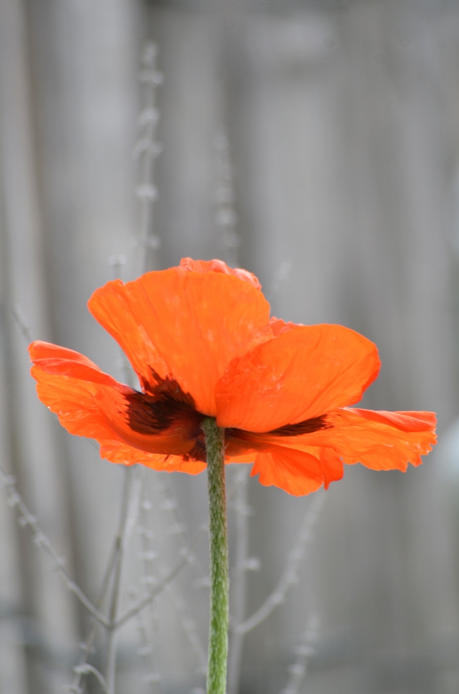 Mohn