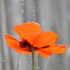 Mohn