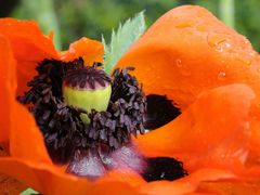 Mohn