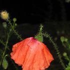 Mohn