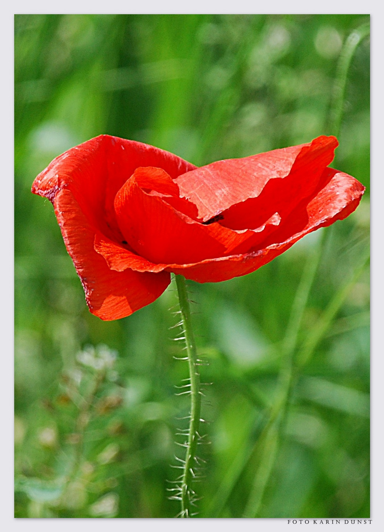 Mohn