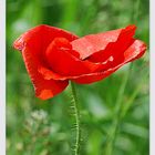 Mohn