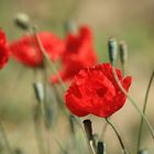 Mohn ....