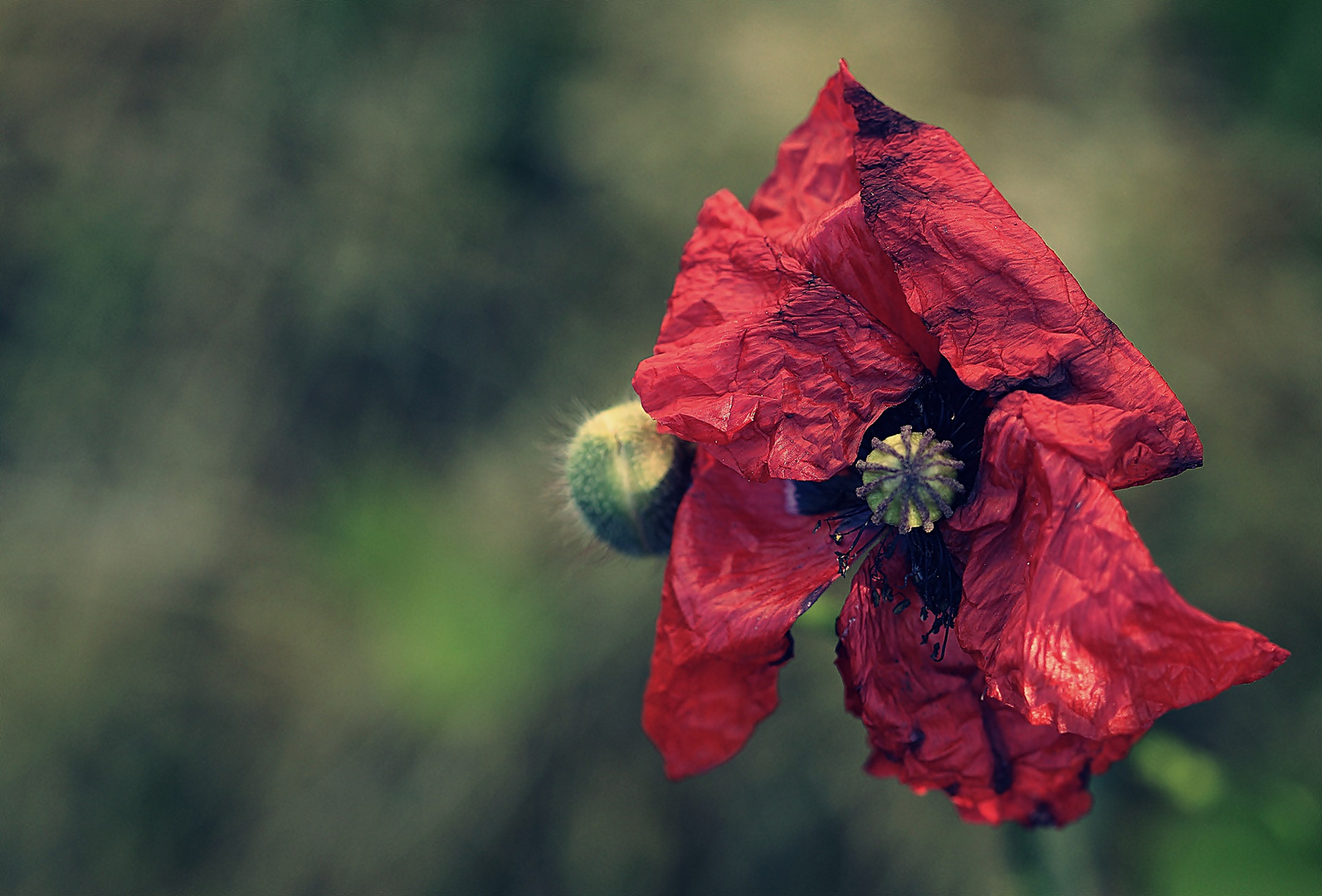 Mohn Foto & Bild natur, pflanzen, bearbeitung Bilder auf