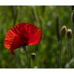 Mohn