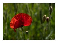 Mohn