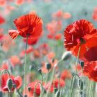 Mohn ...