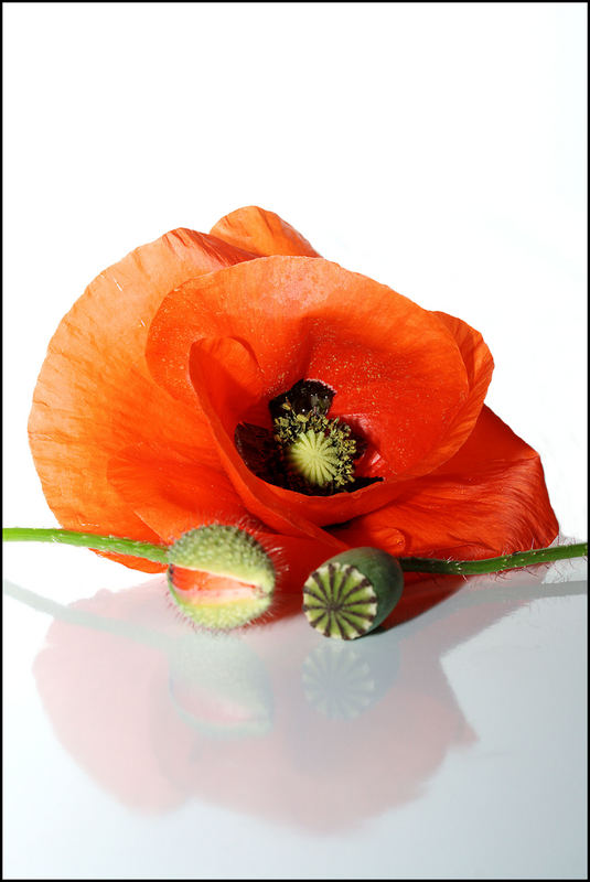 Mohn