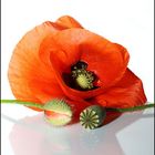 Mohn