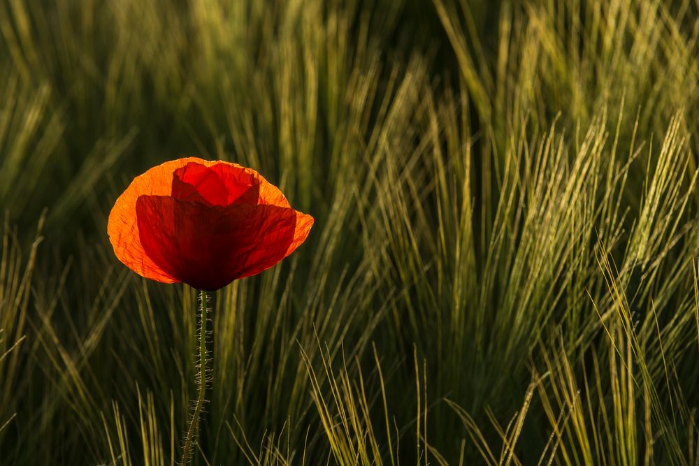 Mohn