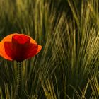 Mohn