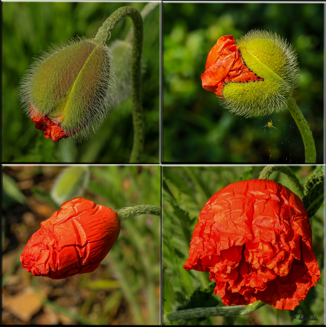 Mohn .....