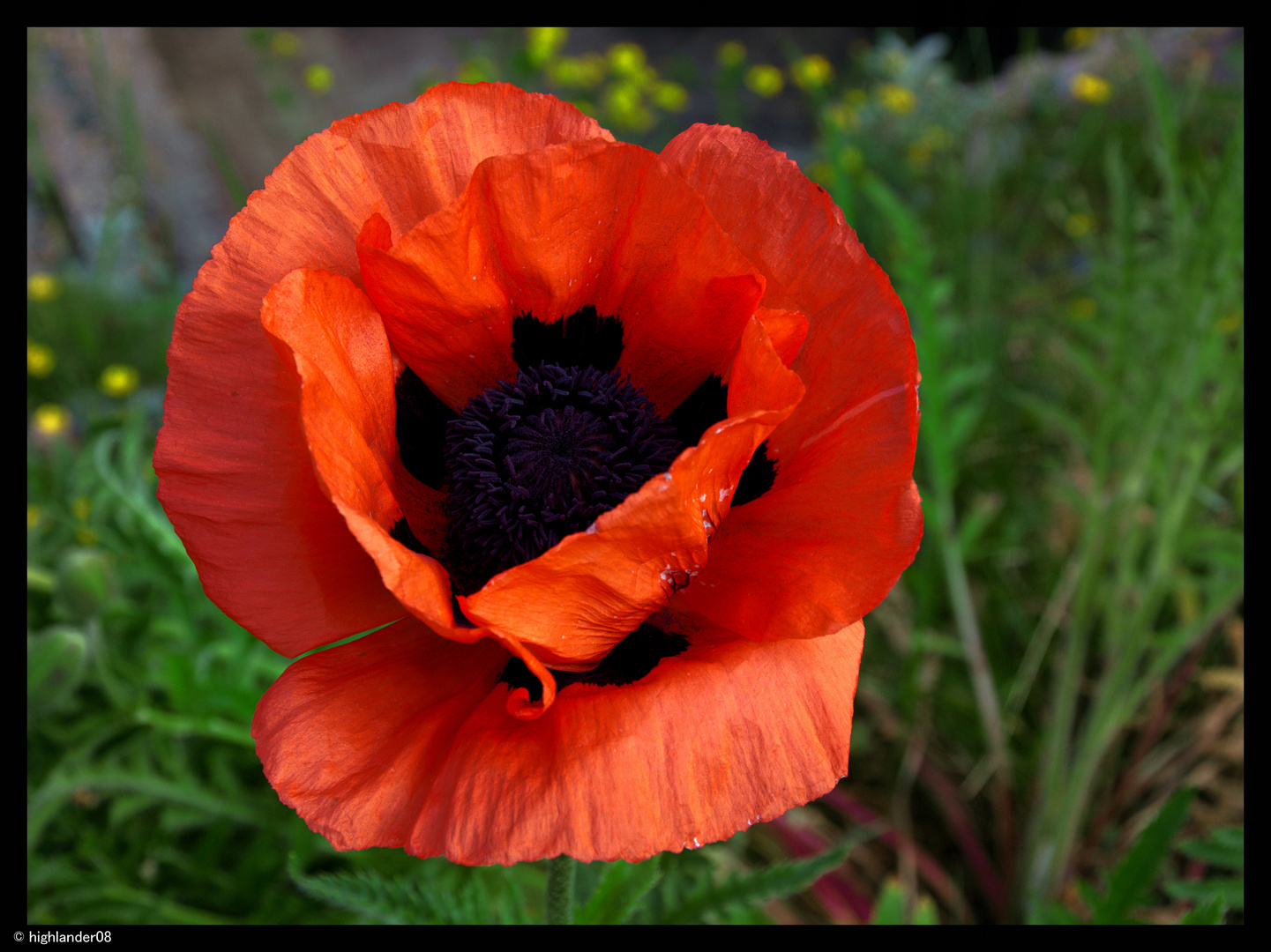 Mohn