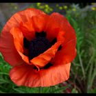 Mohn