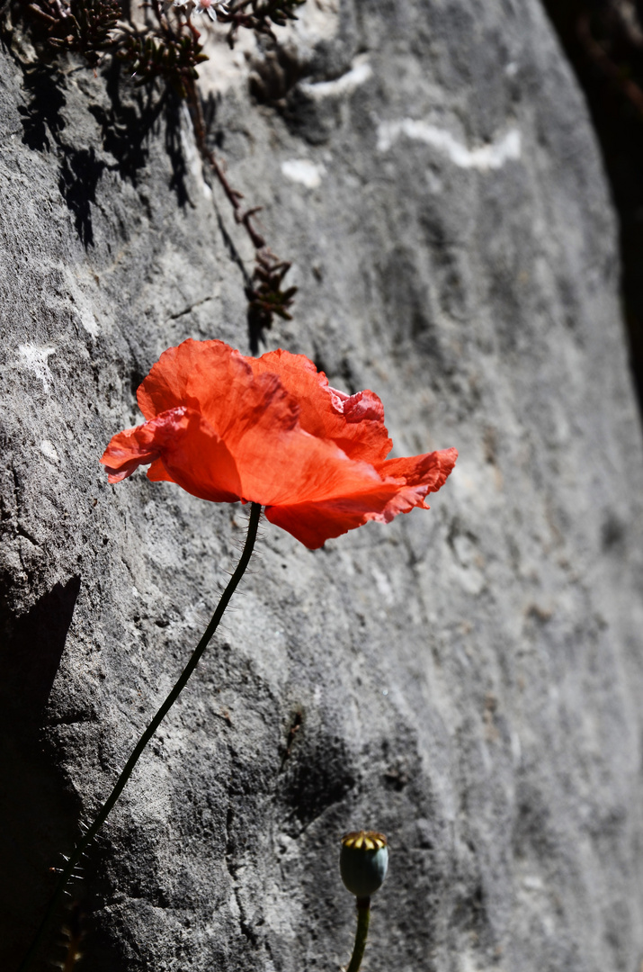 Mohn