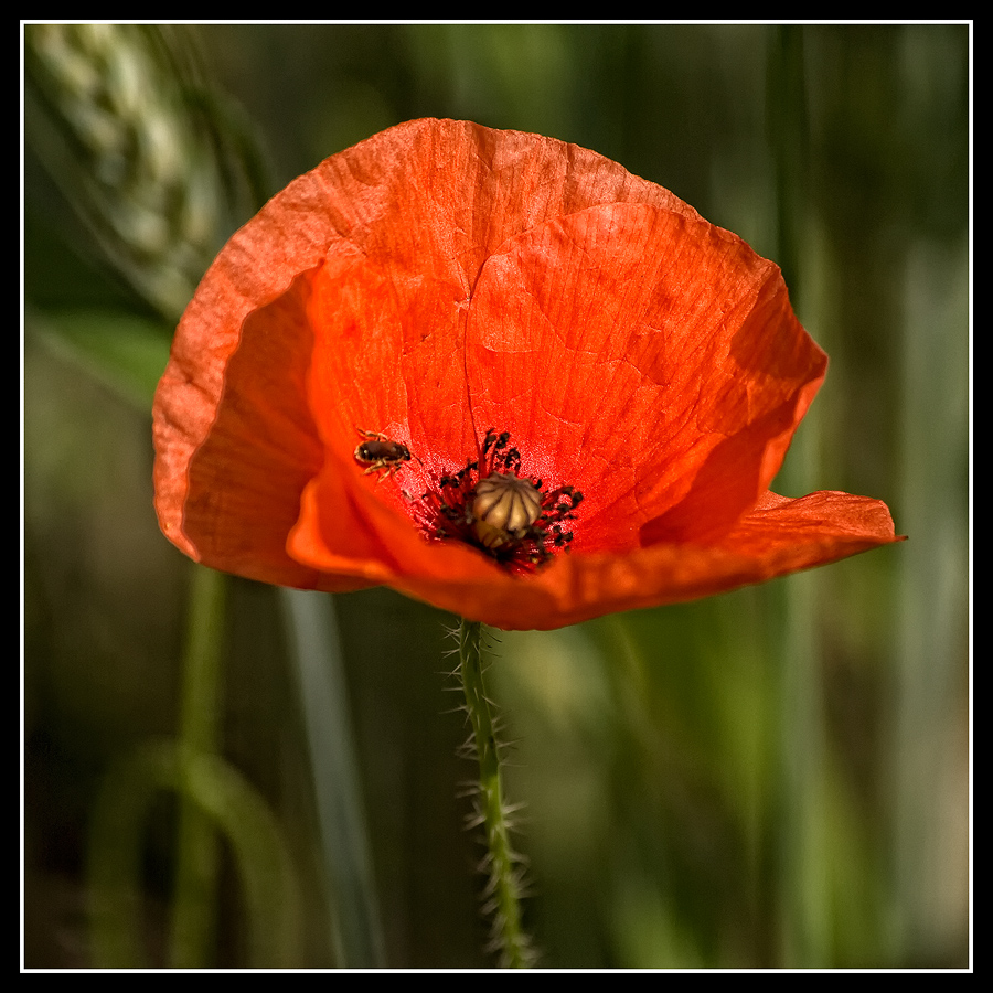 Mohn