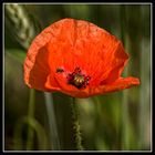 Mohn