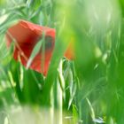 Mohn