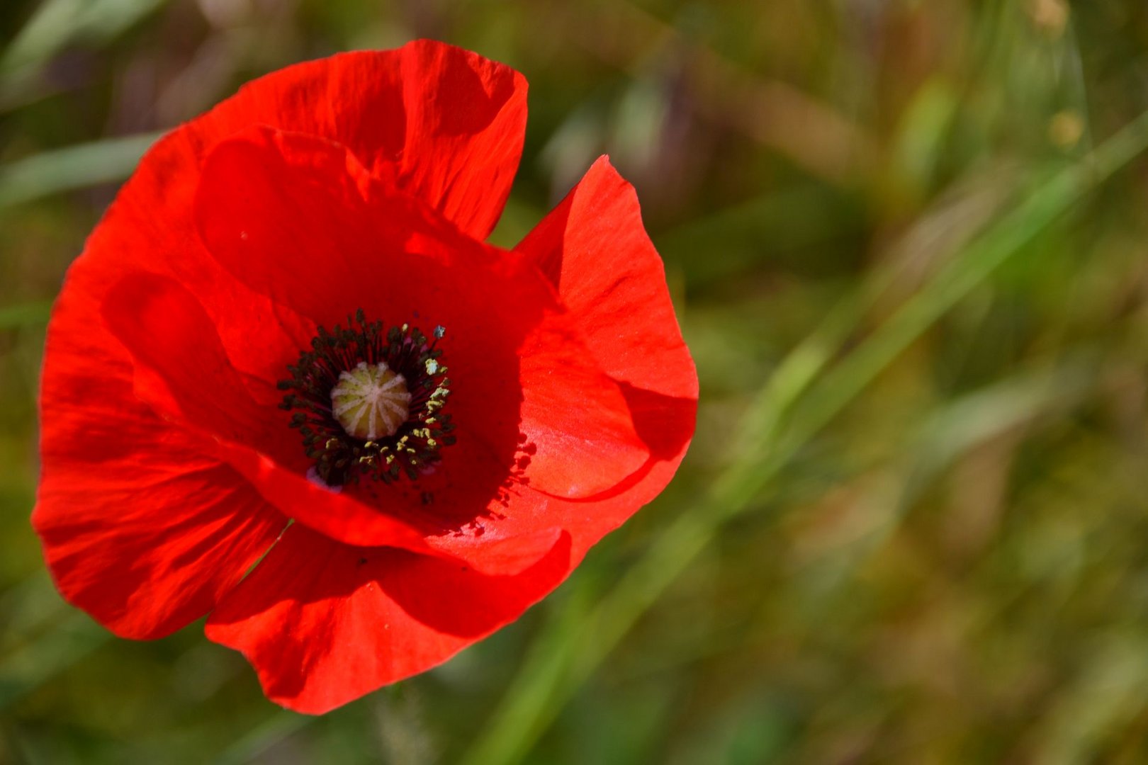 Mohn