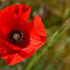 Mohn