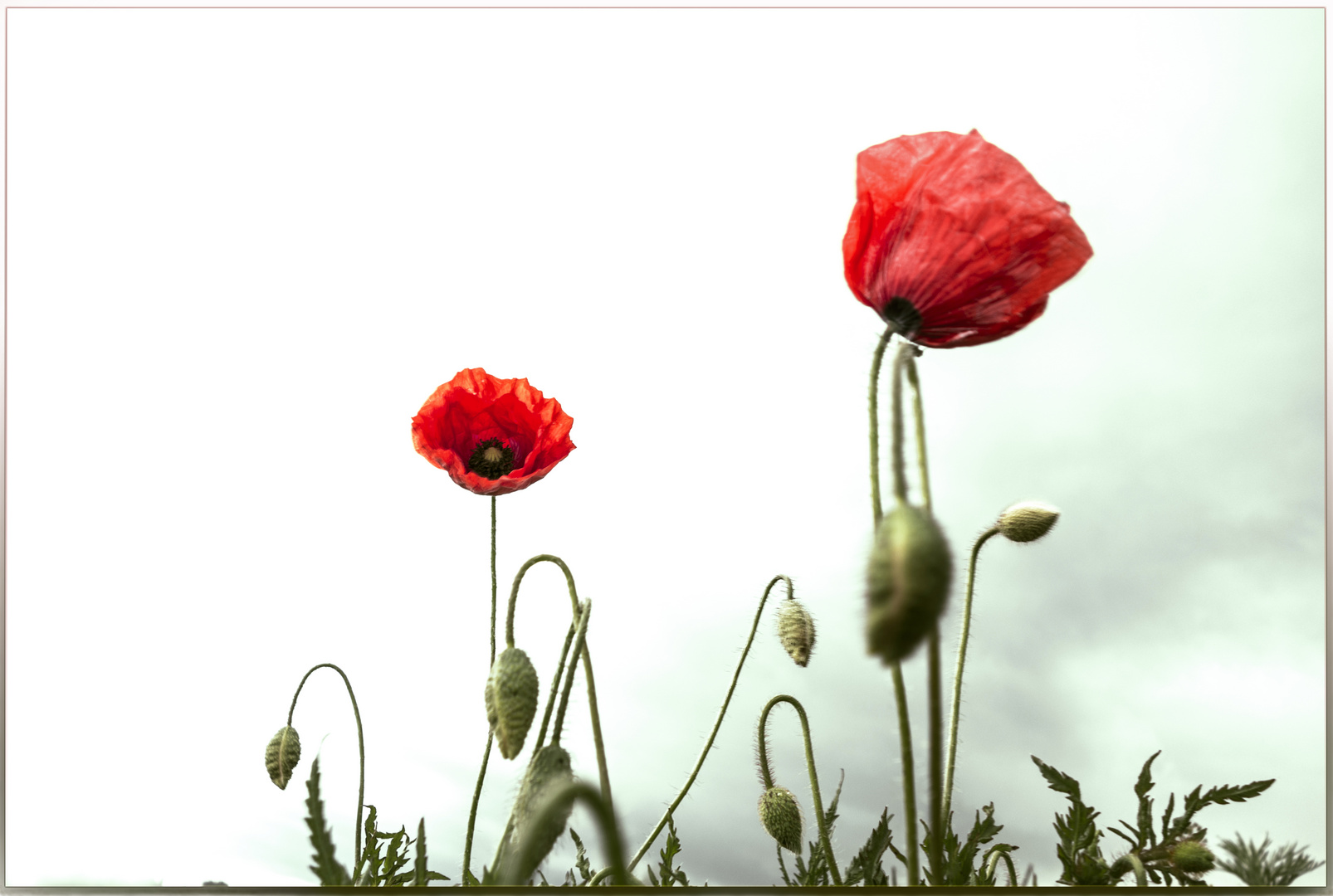 Mohn