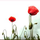 Mohn