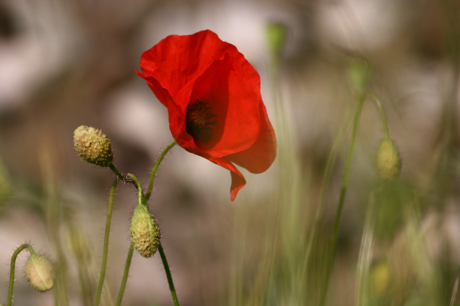 ...Mohn...