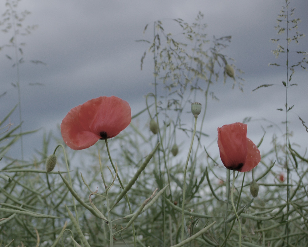 ***Mohn***