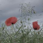 ***Mohn***