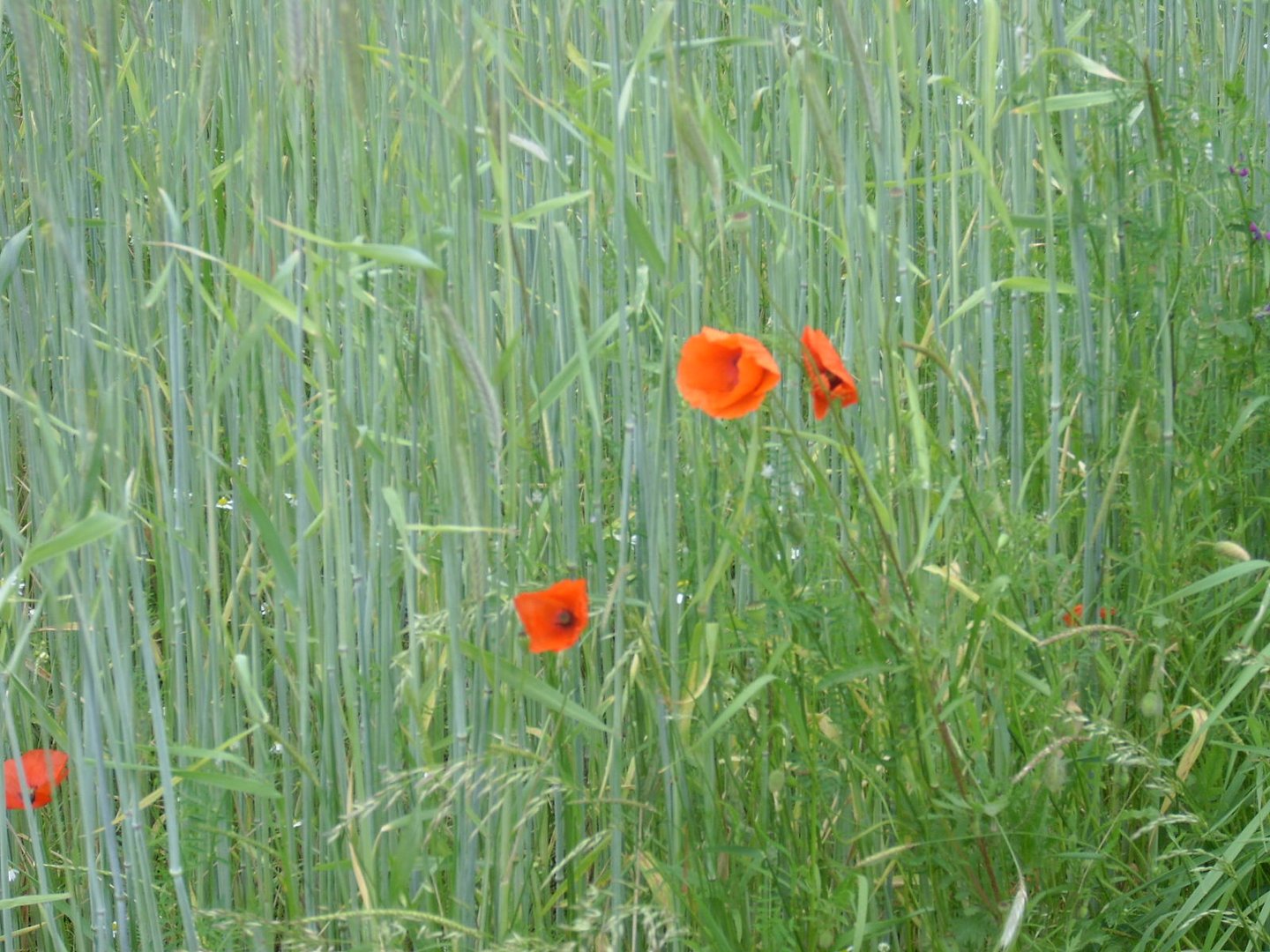 Mohn