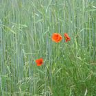 Mohn