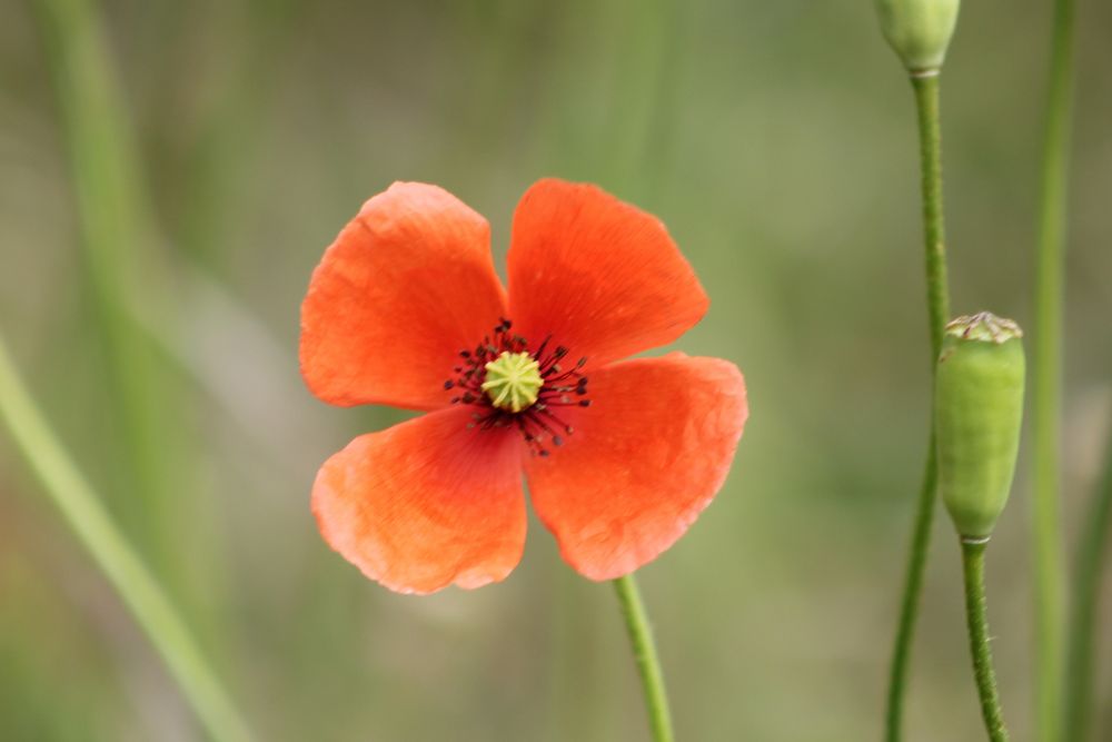 Mohn