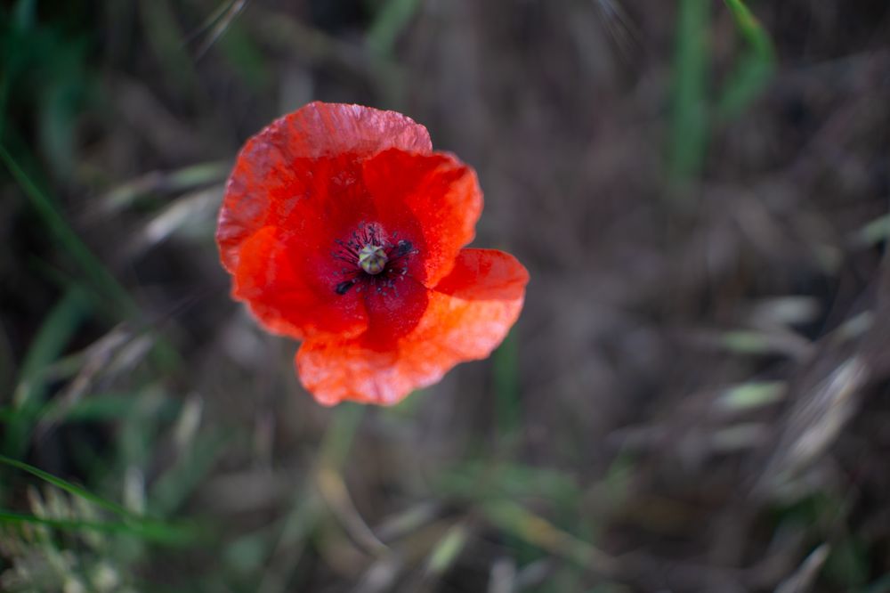 Mohn