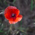 Mohn