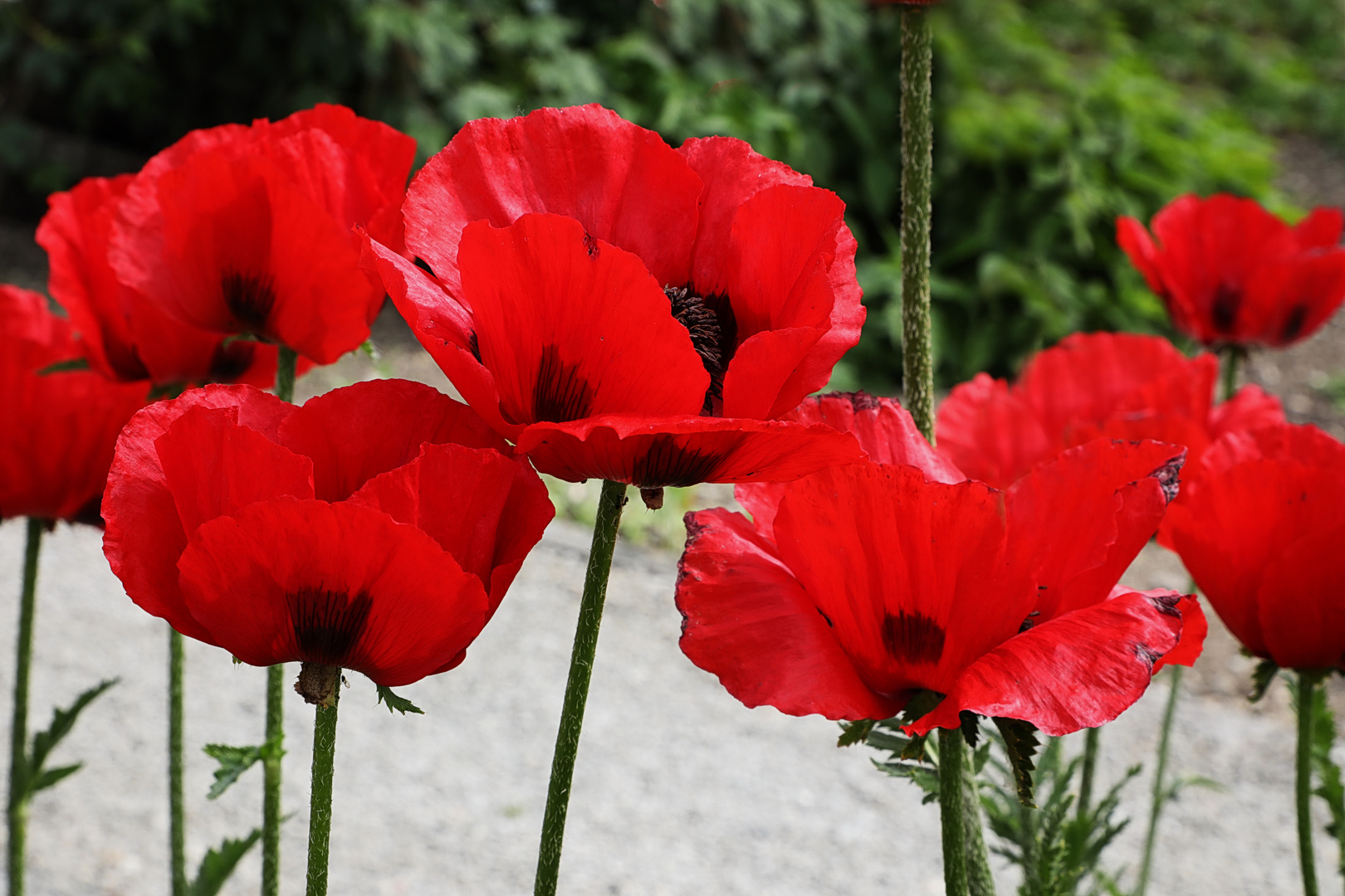 Mohn 