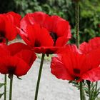 Mohn 