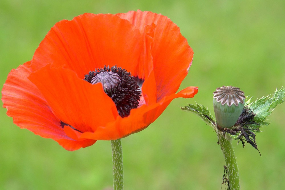 Mohn