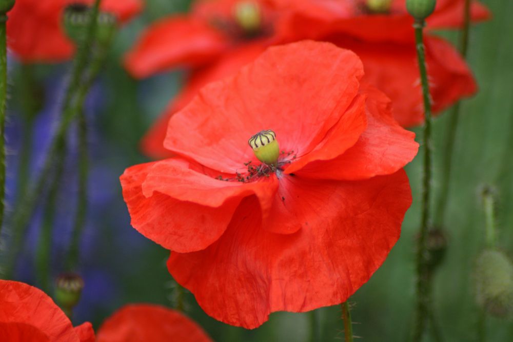 Mohn