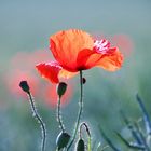 Mohn