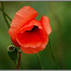 Mohn