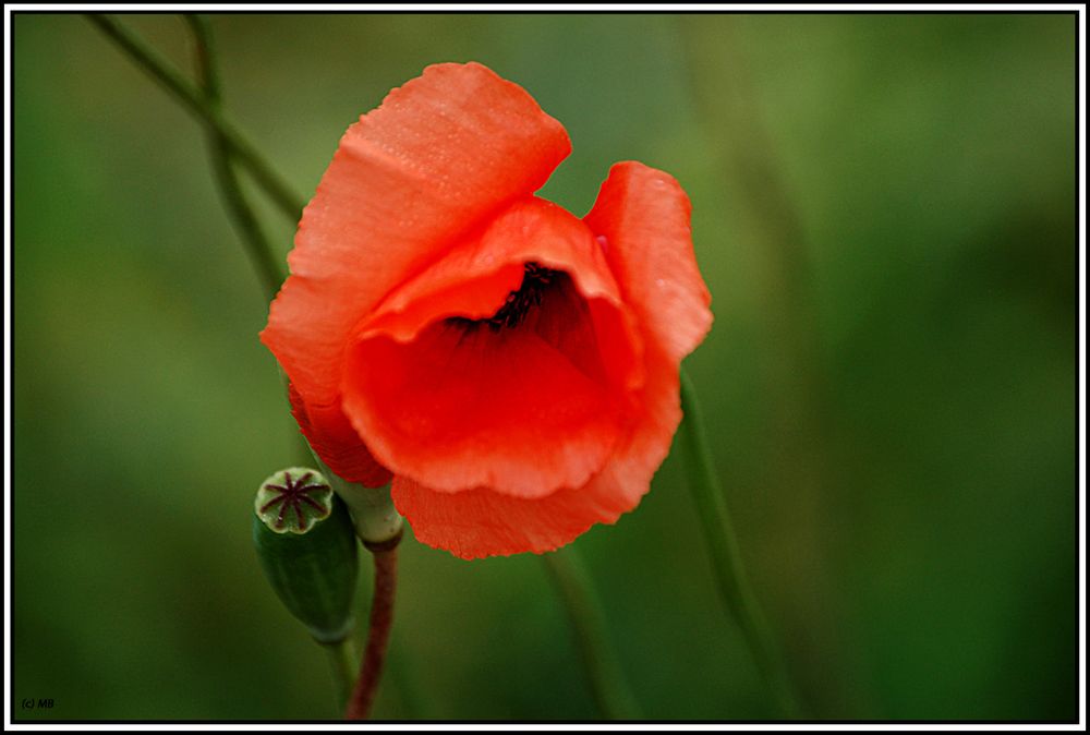 Mohn